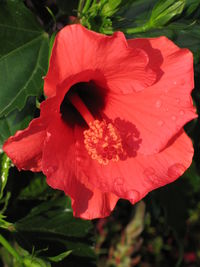 Close-up of red hibiscus flower