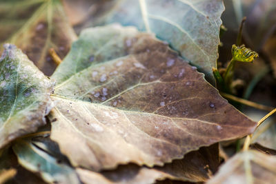 Close-up of dry leaves