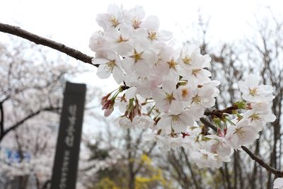 Low angle view of apple blossoms in spring