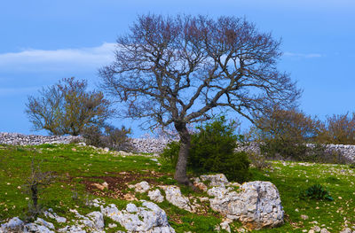 View of trees on landscape against blue sky