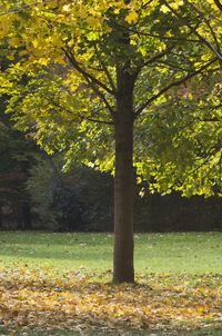 Trees on landscape during autumn