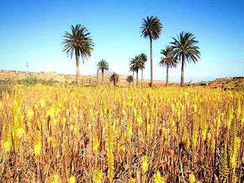 Scenic view of field against clear blue sky