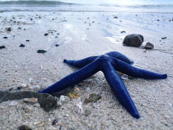 Close-up of blue starfish on shore at beach
