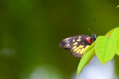 Close-up of butterfly perching on leaf