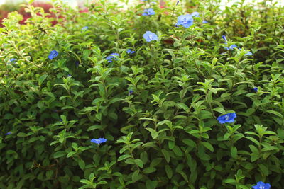 High angle view of purple flowering plants