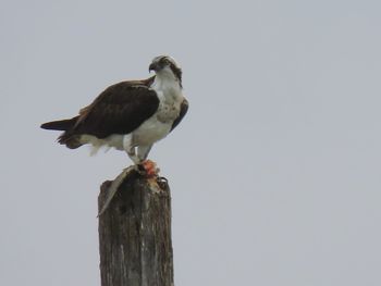 Low angle view of an osprey perching on wooden post