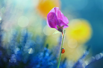 Close-up of purple flowering plant