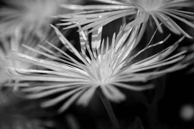 Close-up of flower