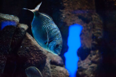 Close-up of fish underwater