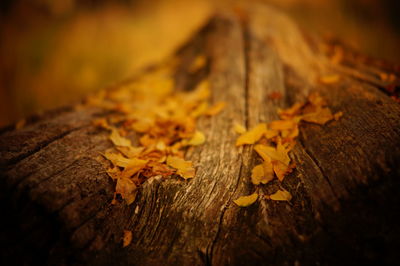 Close-up of autumn leaf on wood