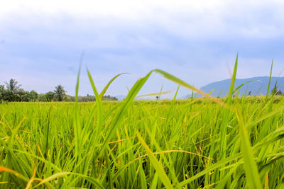 Close-up of grass in field against sky