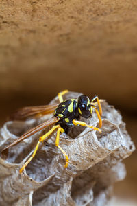 Female paper wasp building her nest