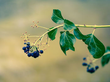 Close-up of berries growing on tree