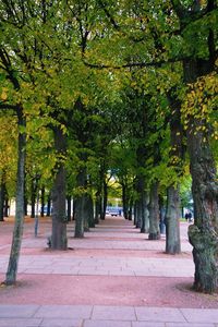 Trees in park