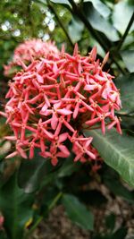 Close-up of red flowers blooming outdoors