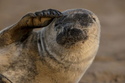 Close-up portrait of a cat