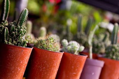 Close-up of potted plant