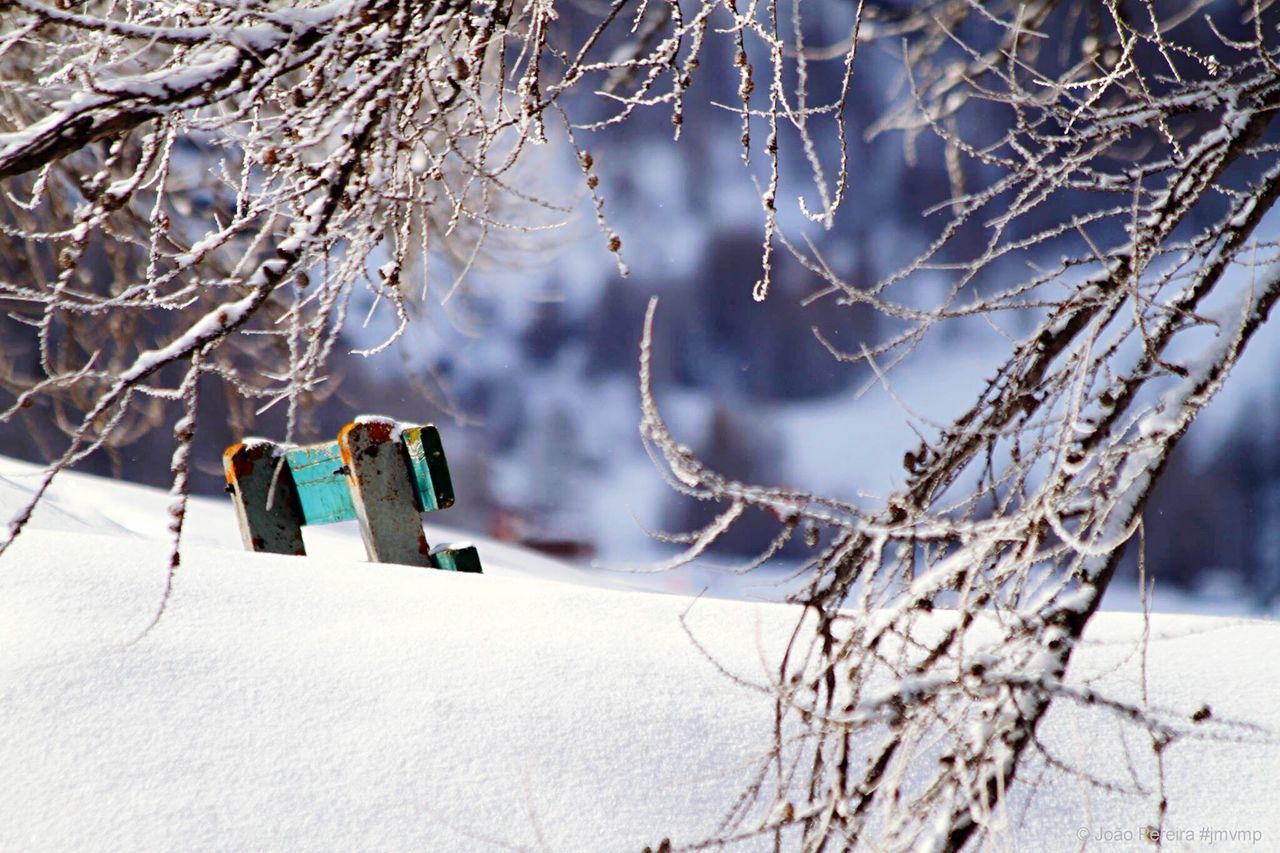 winter, cold temperature, snow, tree, branch, focus on foreground, bare tree, close-up, tree trunk, hanging, season, nature, frozen, fence, weather, day, outdoors, no people, protection, tranquility