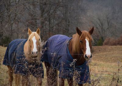 Portrait of horse standing on field