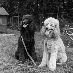 Dog sitting on field