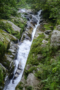 Scenic view of waterfall in forest