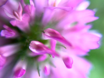 Close-up of plant