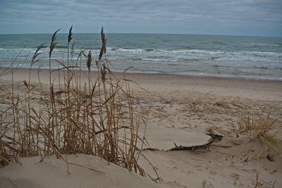 Scenic view of beach against sky