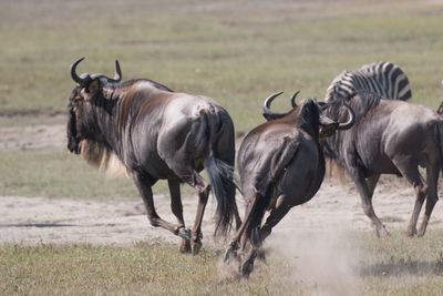 Horses on field