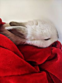 Close-up of cat sleeping on bed