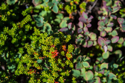 High angle view of plants growing on field