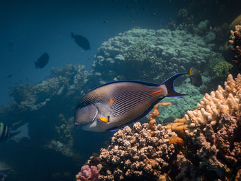 Fish swimming among the corals of the red sea