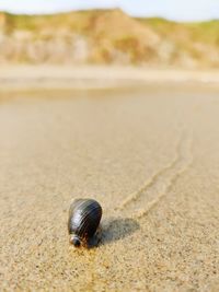 Close-up of seashell on beach