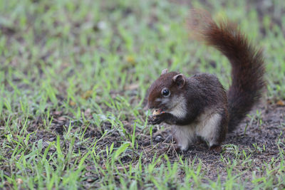 Side view of an animal on field