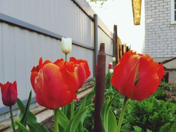 Close-up of red tulips