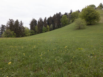 Scenic view of grassy field by trees against sky