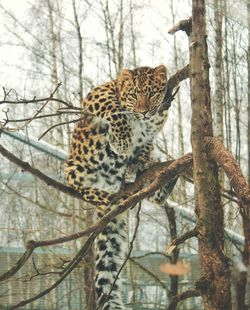 Low angle portrait of leopard on branch at zoo