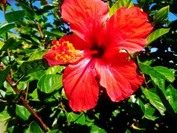 Close-up of red hibiscus blooming outdoors