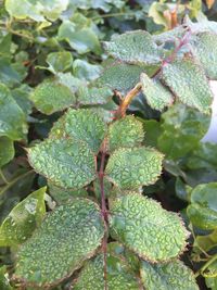 Close-up of leaves