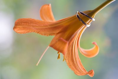 Close-up of orange butterfly on flower