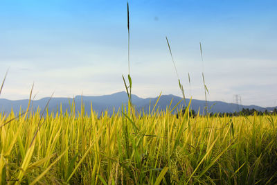 Close-up of grass on field against sky