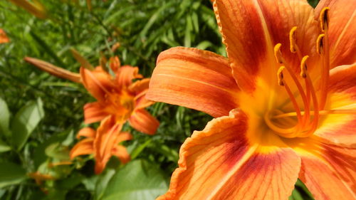 Close-up of orange day lily blooming outdoors