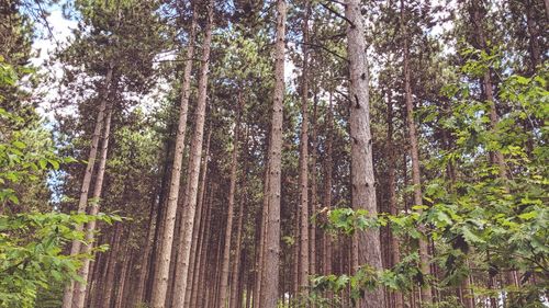 Low angle view of bamboo trees in forest