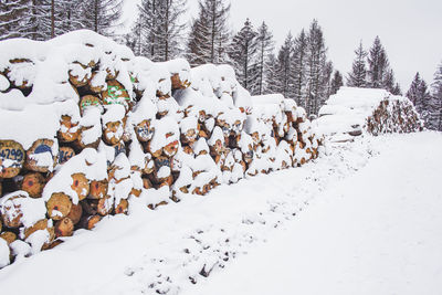 Snow covered trees on field