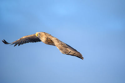 Low angle view of eagle flying in sky