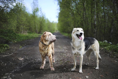 Dogs on road in forest