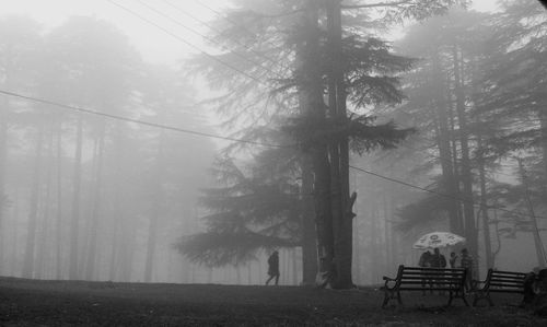 Trees in foggy weather