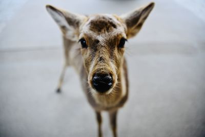 Portrait of a deer outdoors