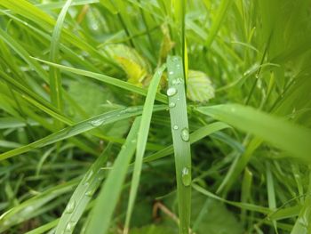 Close-up of water drops on grass