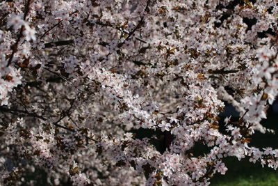 Close up of cherry blossom flowers