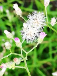 Close-up of flowers